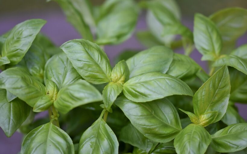 12_variétés_de_plantes_à_semer_en_Mars_pour_une_maison_épanouie