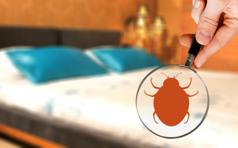 Punaises de lit : les meilleures solutions pour un sommeil serein