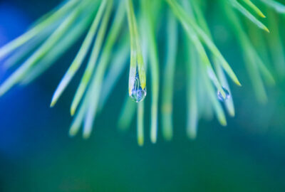 Vert_sapin_:_tout_ce_que_vous_devez_savoir_pour_l_associer_en_déco