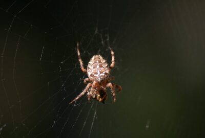 Voici_comment_se_débarrasser_des_araignées_:_nos_meilleures_astuces
