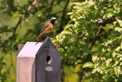 Comment_encourager_les_oiseaux_sauvages_à_venir_dans_votre_jardin_?