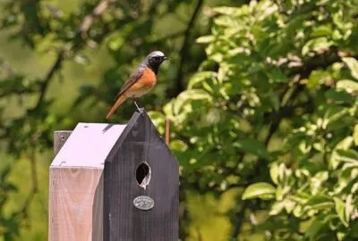 Comment_encourager_les_oiseaux_sauvages_à_venir_dans_votre_jardin_?