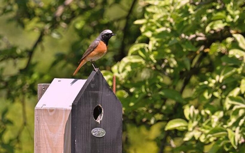 Comment_encourager_les_oiseaux_sauvages_à_venir_dans_votre_jardin_?