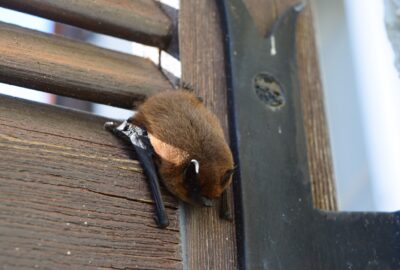 Les_dangers_cachés_d_avoir_des_chauve_souris_dans_votre_habitation