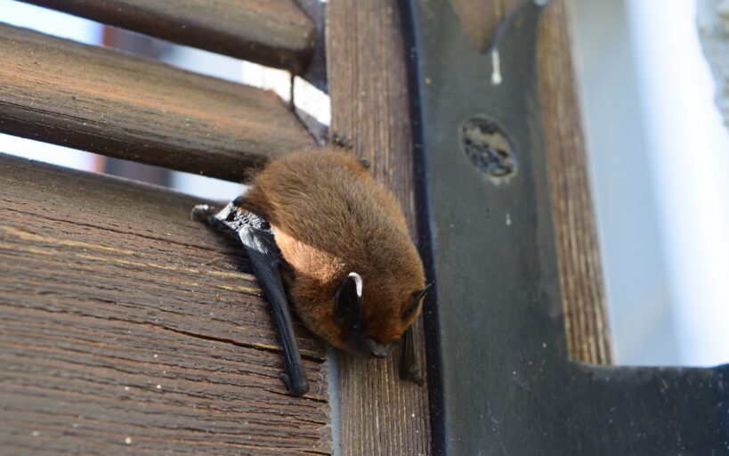 Les_dangers_cachés_d_avoir_des_chauve_souris_dans_votre_habitation