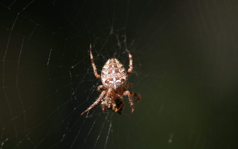 Voici_comment_se_débarrasser_des_araignées_:_nos_meilleures_astuces