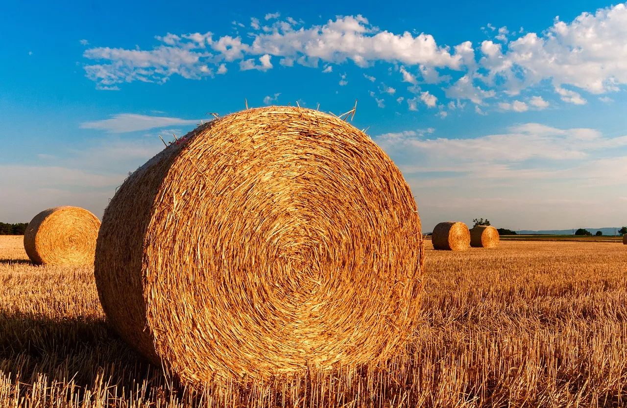 Materiaux naturels : Tout savoir pour construire eco-friendly