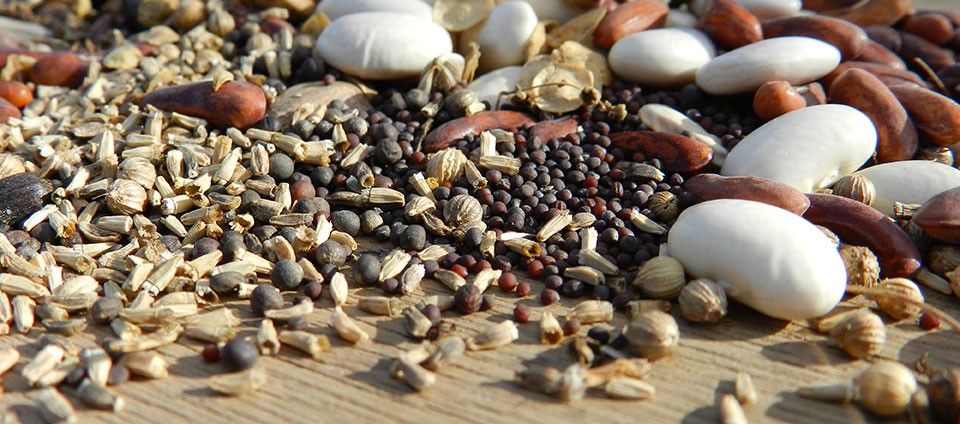 Graines potagères et graines biologiques