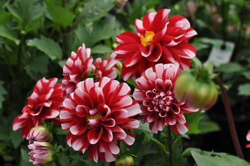 3 meilleurs conseils pour les débutants pour planter des bulbes à fleurs