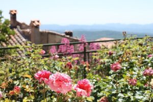 rose