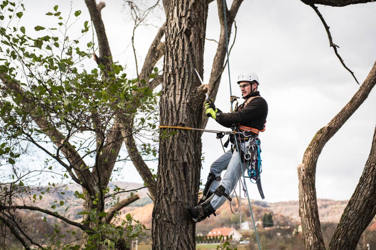 Comment élaguer un arbre ?