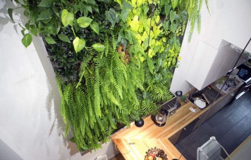 mur végétal intérieur maison