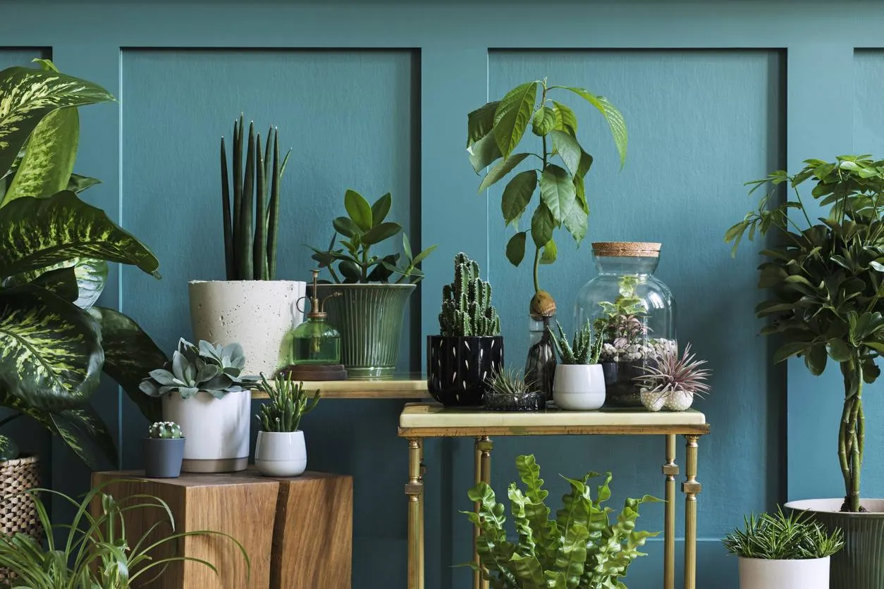 déco intérieure tropicale