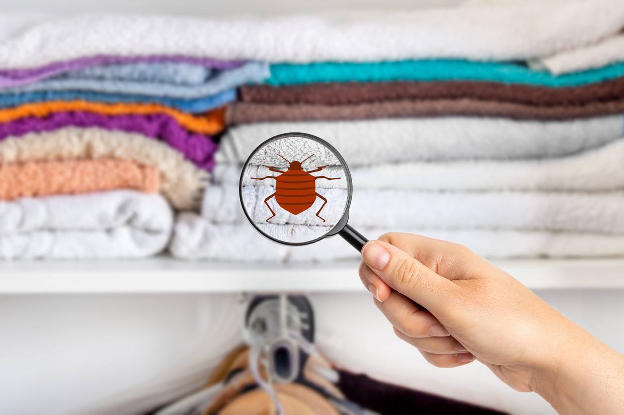 punaises de lit linge