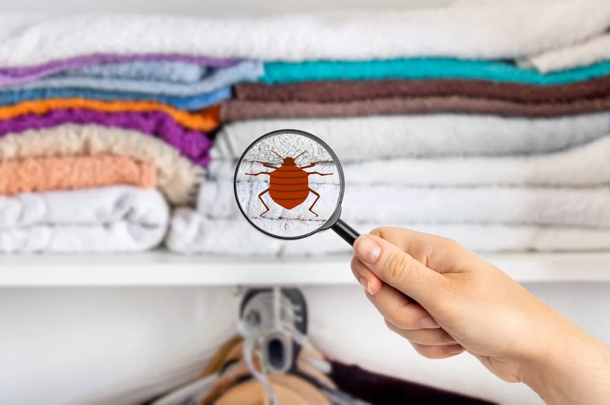 punaises de lit linge