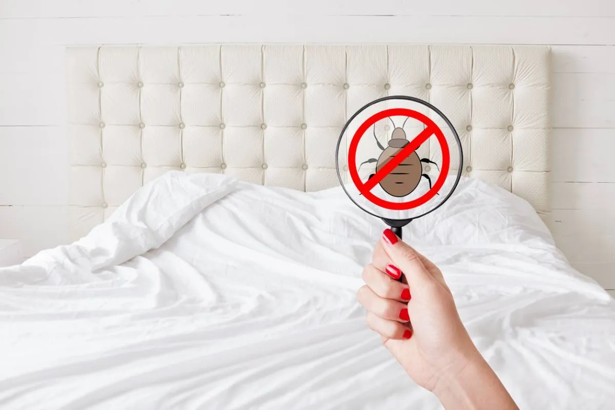 Tout sur l’élimination des punaises de lit