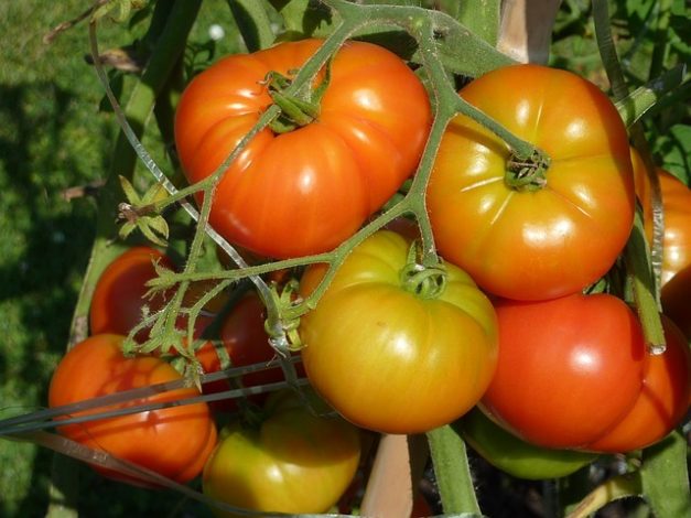 Commencer un jardin potager