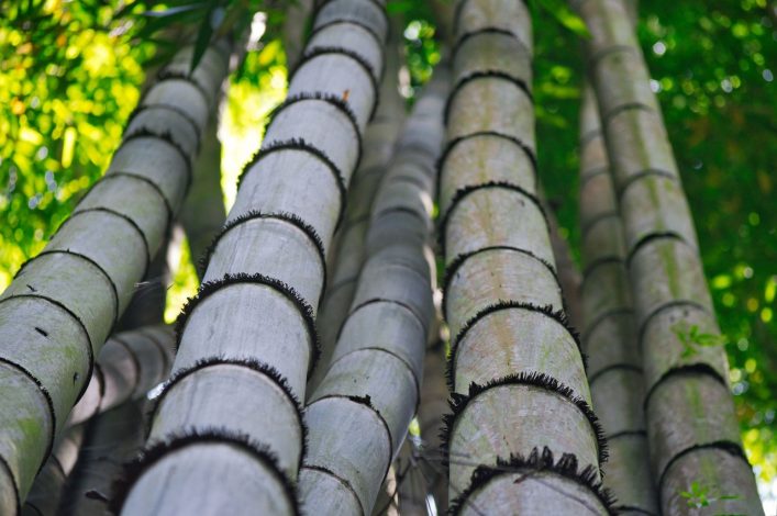 Sols en bambou : le pour et le contre