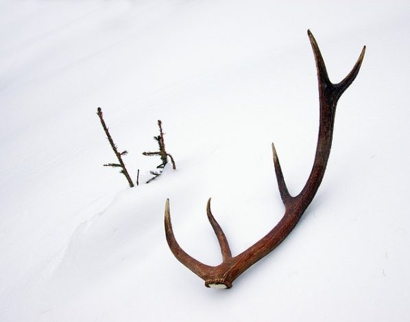 Comment monter des bois