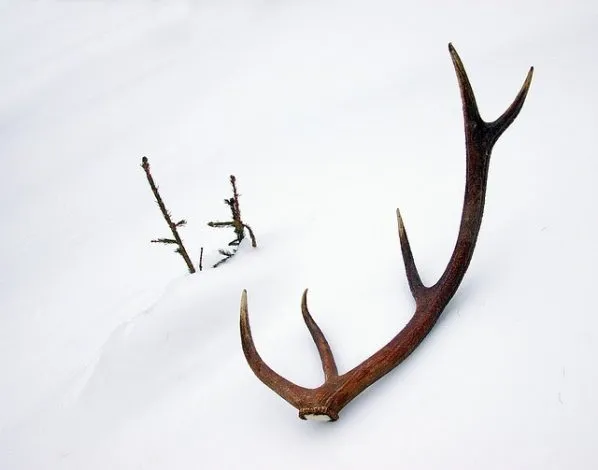 Comment monter des bois