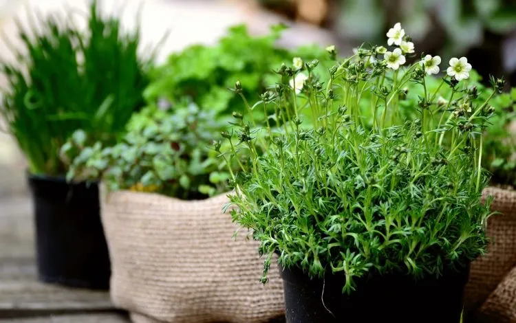 Séchage des herbes !