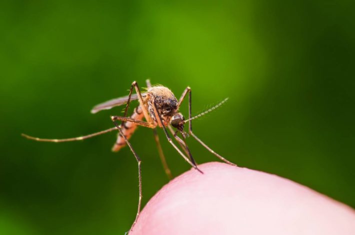 Pourquoi les moustiques sont-ils si nuisibles en été ?
