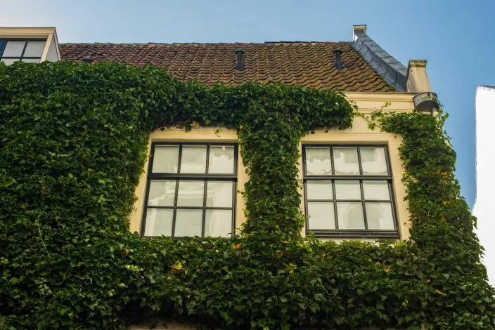 Plantes grimpantes façade
