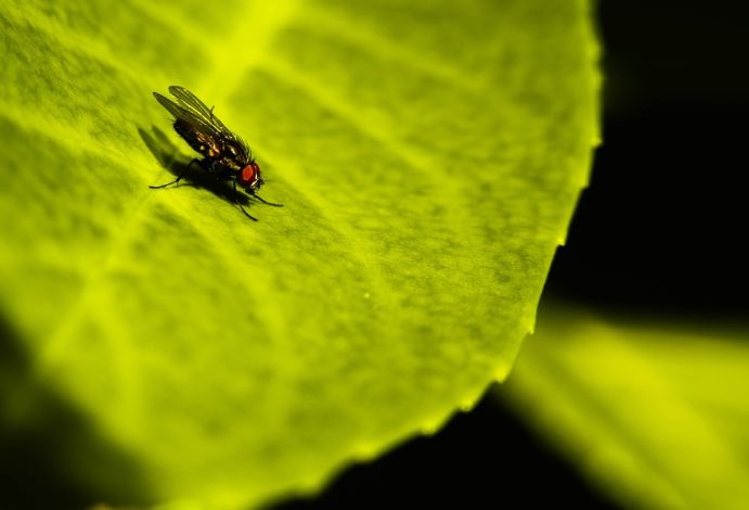 Comment se débarrasser des moucherons ?