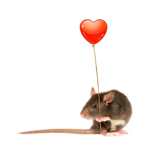 Où trouver un dératiseur à Paris?