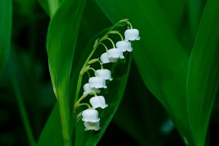 Mon top 10 des plantes parfumées