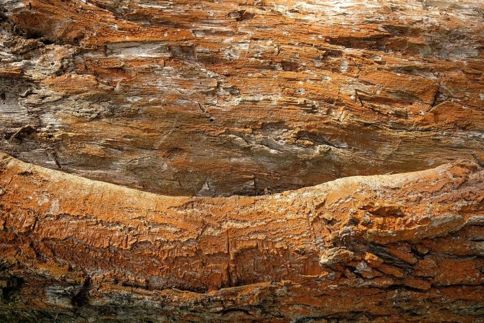 Les parasites du bois