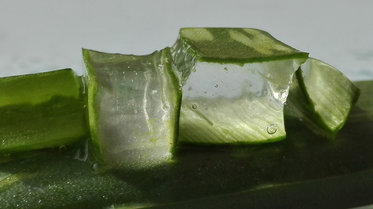 Bouture aloe vera : comment procéder ?