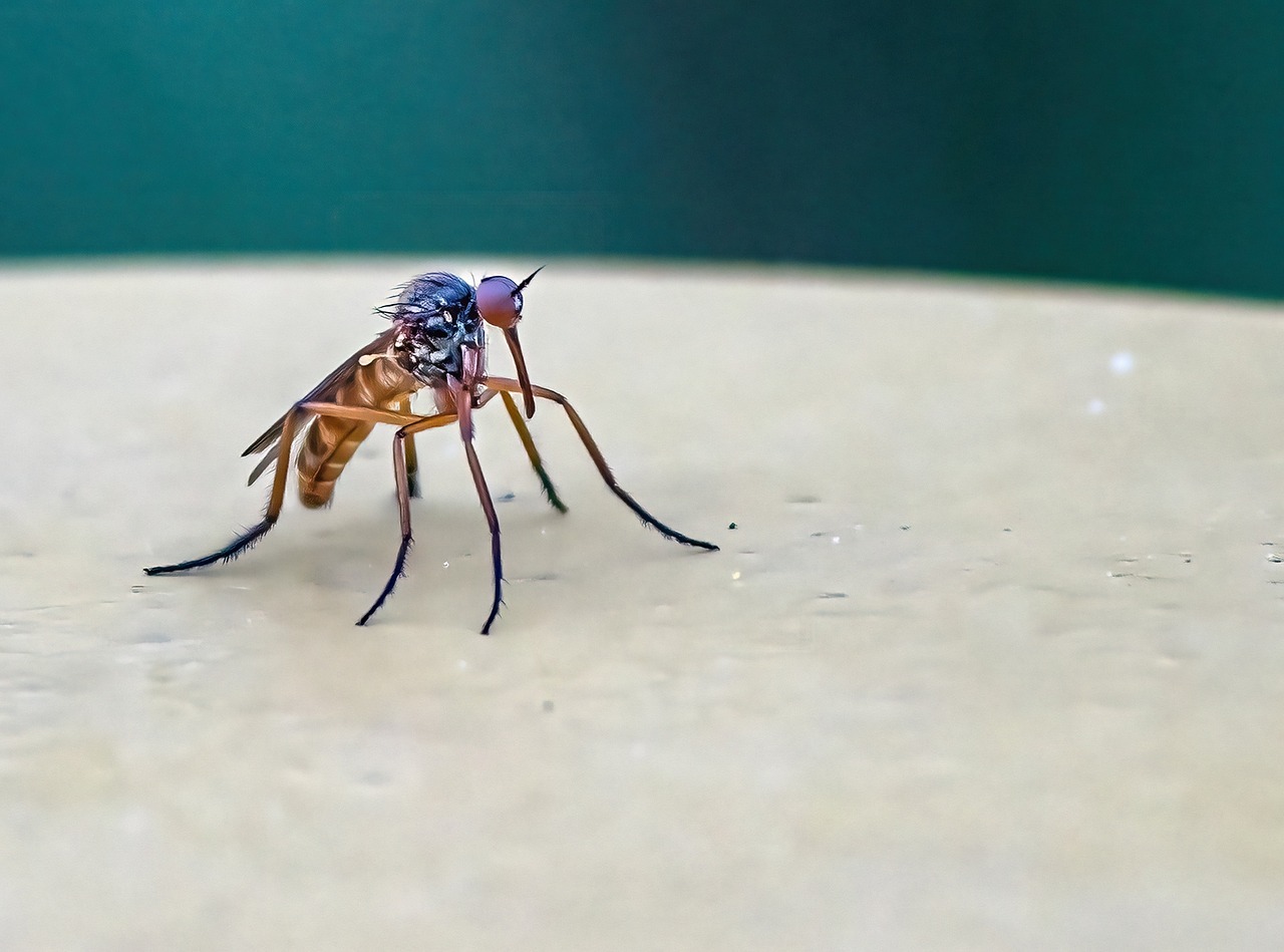 Comment se protéger des moustiques ?