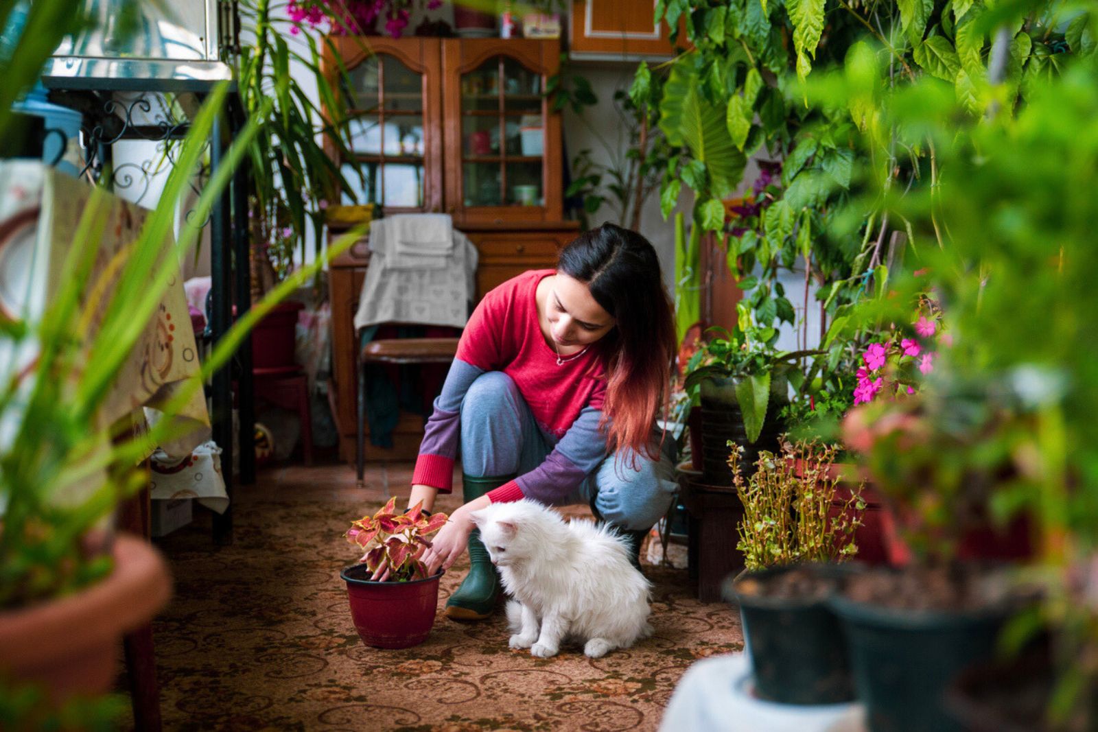 Attention ! Ces 4 plantes peuvent mettre vos animaux en danger