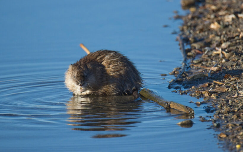 Comment_faire_sortir_un_rat_de_sa_cachette_:_les_meilleures_méthodes