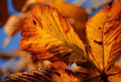 Transformez_votre_intérieur_avec_la_tranquillité_de_la_couleur_ocre