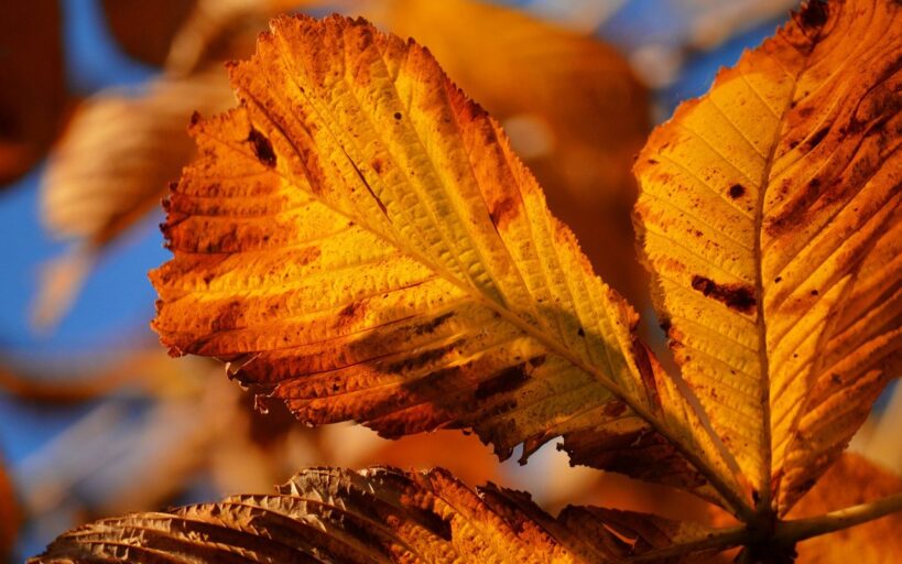 Transformez_votre_intérieur_avec_la_tranquillité_de_la_couleur_ocre