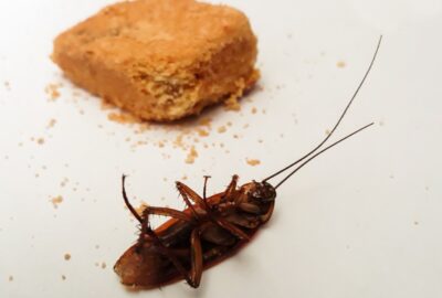 Découvrez_quels_sont_les_insectes_les_plus_nuisibles_dans_nos_maisons