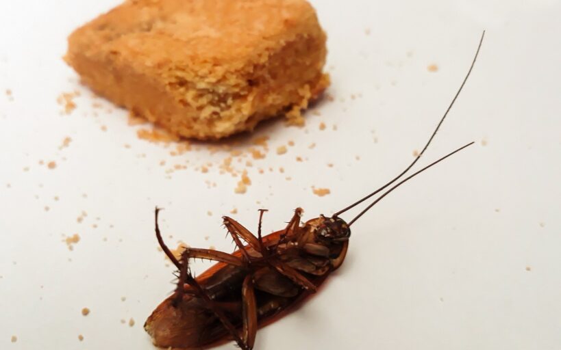 Découvrez_quels_sont_les_insectes_les_plus_nuisibles_dans_nos_maisons
