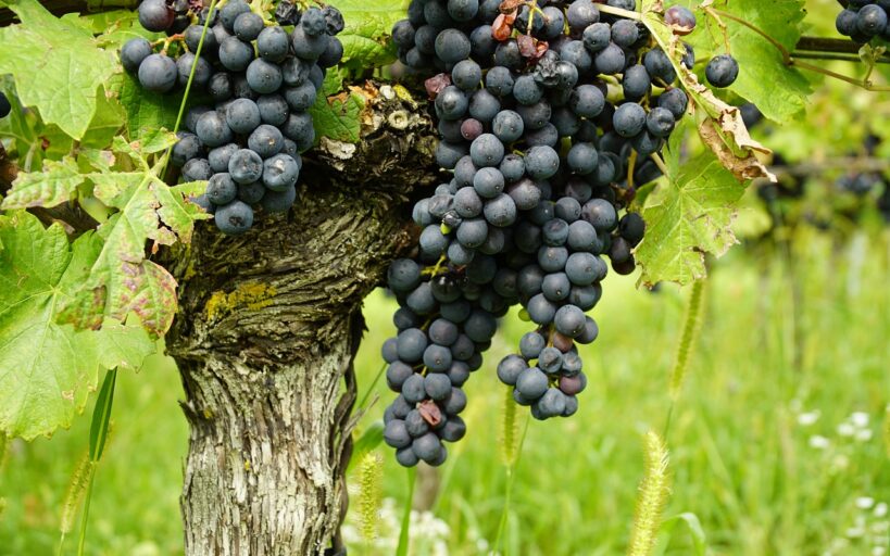 5_étapes_simples_pour_créer_vos_propres_boutures_de_vigne_à_la_maison
