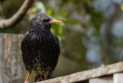 Etourneau_:_L_oiseau_à_la_beauté_incomprise_est_il_réellement_nuisible_?