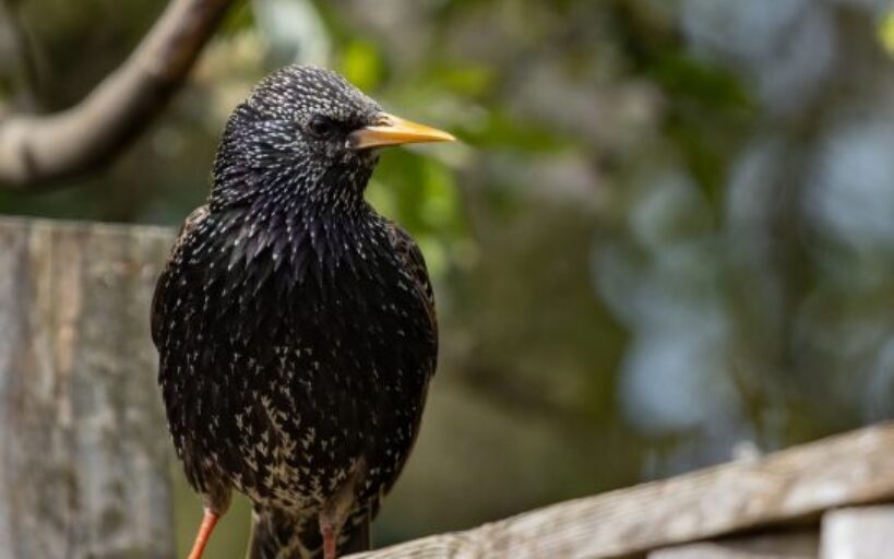 Etourneau_:_L_oiseau_à_la_beauté_incomprise_est_il_réellement_nuisible_?