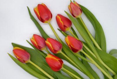 4_conseils_pour_choisir_des_fleurs_à_offrir_lors_d’une_occasion_spéciale