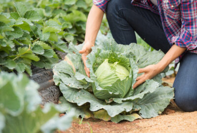Cultiver un potager, bon pour votre santé, votre bien-être et vos économies !