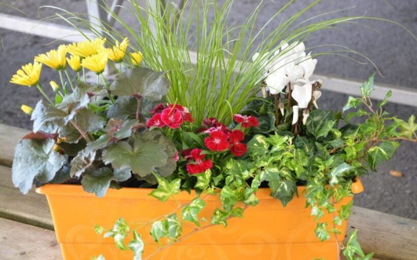 5_étapes_faciles_pour_redonner_vie_à_vos_vieux_pots,_bacs_et_jardinières