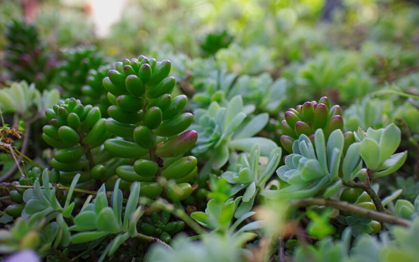 Cultiver_des_plantes_exotiques_dans_votre_jardin_:_un_guide_étape_par_étape