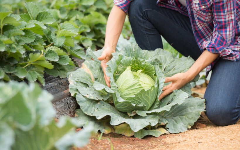 Cultiver un potager, bon pour votre santé, votre bien-être et vos économies !