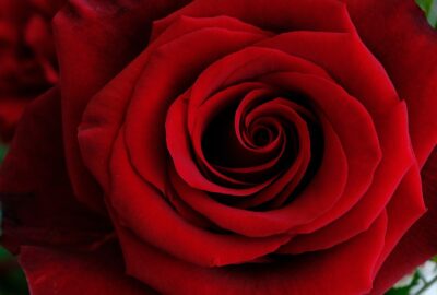 La_rose_éternelle_pour_une_touche_de_douceur_dans_votre_intérieur_de_maison
