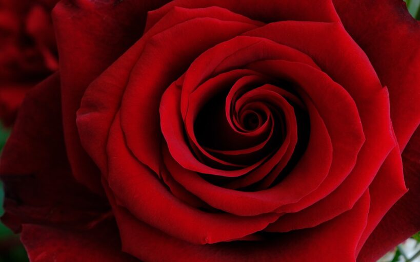 La_rose_éternelle_pour_une_touche_de_douceur_dans_votre_intérieur_de_maison