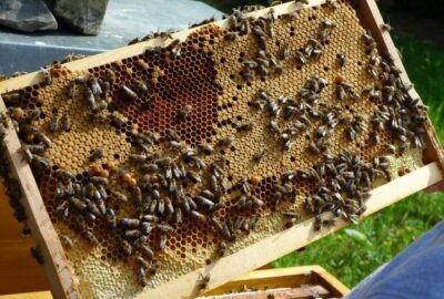 Une_introduction_à_l_apiculture_pour_voir_si_c_est_un_passe_temps_pour_vous